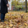 Recycled Leash