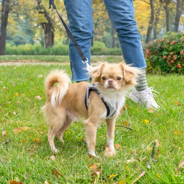 3-0190032738_339d3e60-9a7e-4212-a00b-1a4217a61ded_x620 Dog Harness