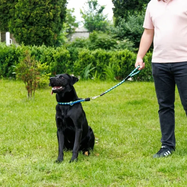 Short leash