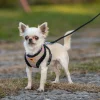 Furred Harness