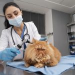 Preventive Care