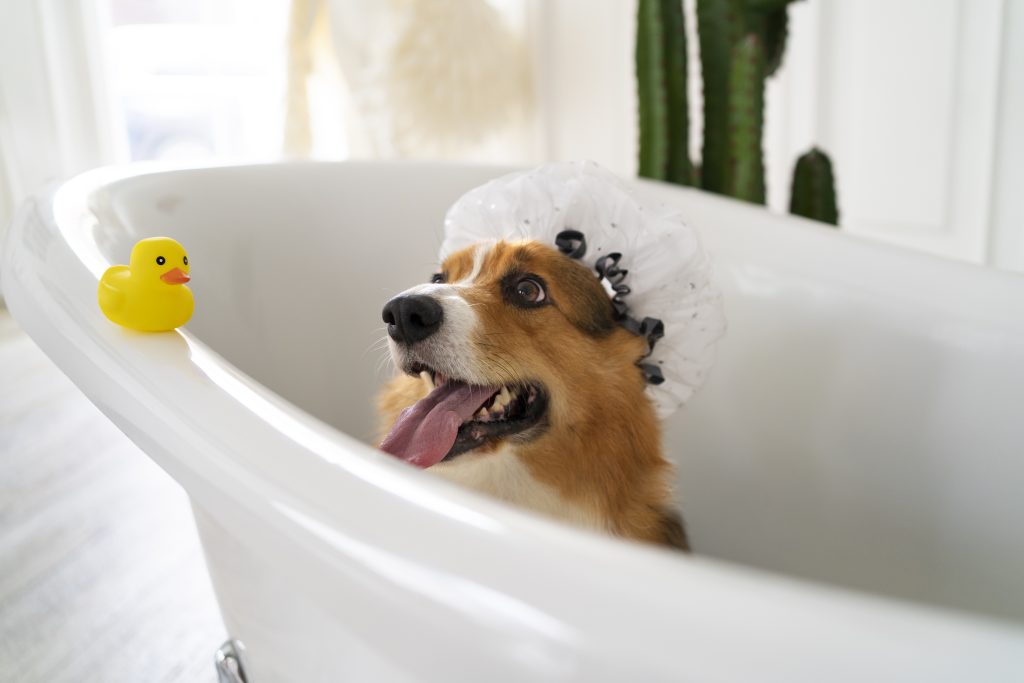 Bath and Spa